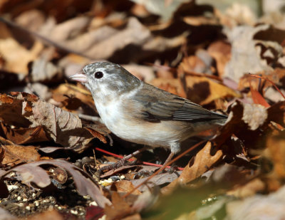 Dark-eyed Junco - Junco hyemalis (leucistic)