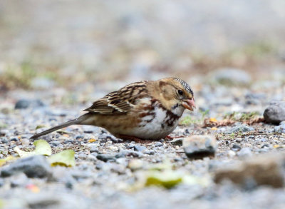 Harris's Sparrow - Zonotrichia querula