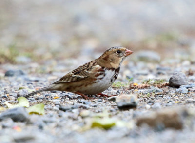 Harris's Sparrow - Zonotrichia querula