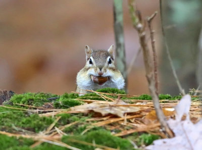 Eastern Chipmunk - Tamias striatus (with a mouthful of acorns)