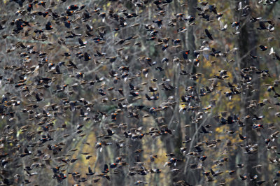 thousands of Red-winged Blackbirds flying around the fields