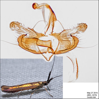 1387 - Metallic Coleophora - Coleophora mayrella IMG_3270.jpg