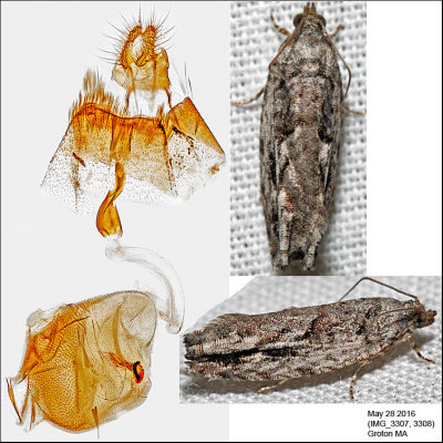 3259 - Arrowhead Moth - Gretchena deludana