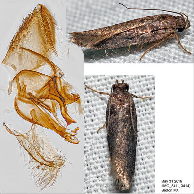 Gelechiidae Moths Identified with Genitalia Picutres (1681-2311)