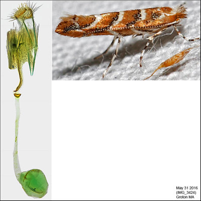 0815 - Gregarious Oak Leafminer - Cameraria cincinnatiella IMG_3424.jpg
