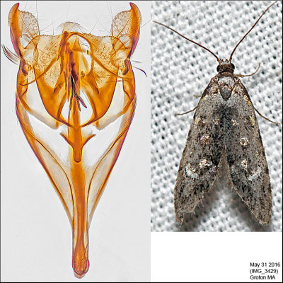 Copromorphoidea Moths Identified with Genitalia Pictures (2312-2512)