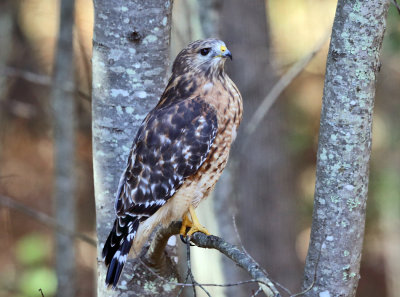 Red-shouldered Hawk - Buteo lineatus