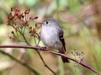 Hammond's Flycatcher - Empidonax hammondii