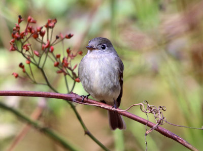 Hammond's Flycatcher - Empidonax hammondii