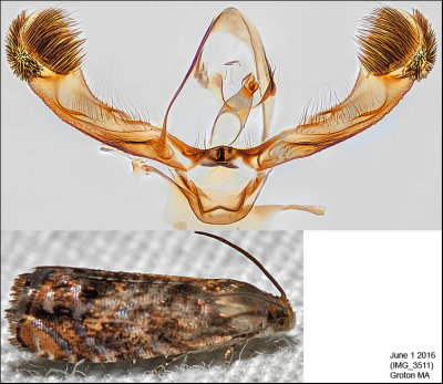 3429 - Lesser Appleworm Moth - Grapholita prunivora