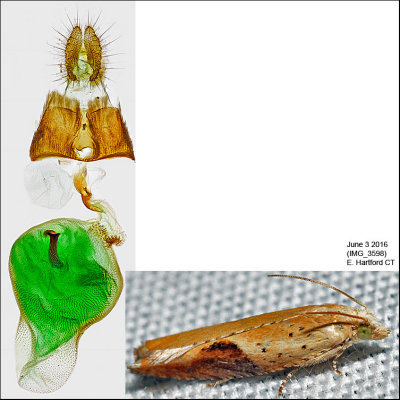 3257 - Pseudexentera costomaculana