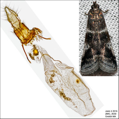5931 - Appleleaf Skeletonizer - Psorosina hammondi