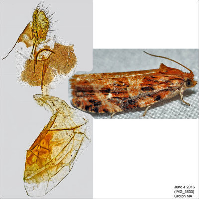 2771 - Macramé Moth - Phaecasiophora confixana