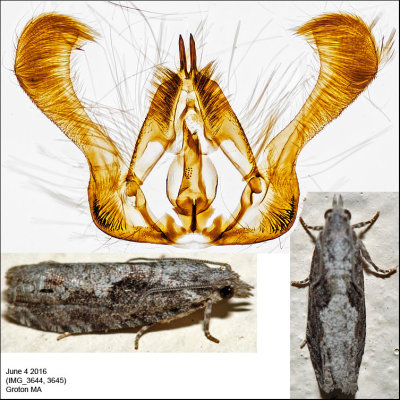 3333 - Oak Trumpet Skeletonizer Moth - Catastega timidella