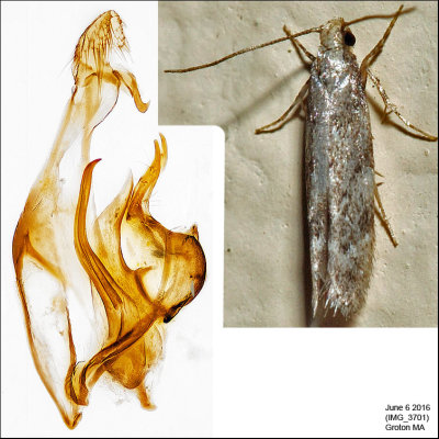 1789 - Green Hemlock Needleminer Moth - Coleotechnites apicitripunctella IMG_3701.jpg