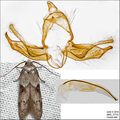 1162 - Acorn Moth - Blastobasis glandulella IMG_3715.jpg