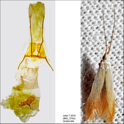 1300 - Birch Casebearer Moth - Coleophora comptoniella (possibly) IMG_3745.jpg