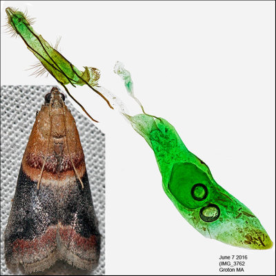 5674 - Walnut Shoot Moth - Acrobasis demotella