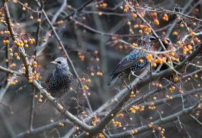 European Starling - Sturnus vulgaris