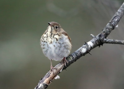 Hermit Thrush - Catharus guttatus