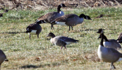 Pink-footed Goose - Anser brachyrhynchus