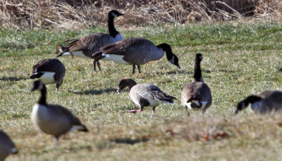 Pink-footed Goose - Anser brachyrhynchus