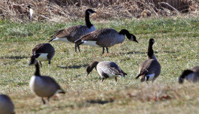 Pink-footed Goose - Anser brachyrhynchus