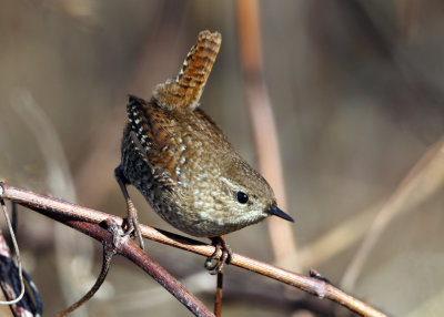 Winter Wren - Troglodytes troglodytes