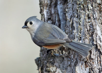 Tufted Titmouse - Baeolophus bicolor