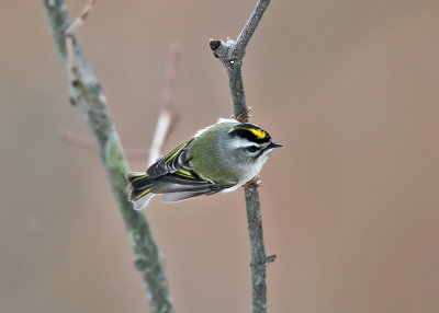 Golden-crowned Kinglet - Regulus satrapa