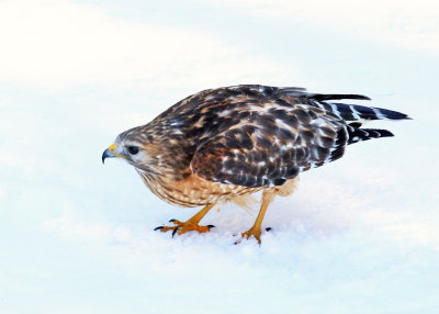 Red-shouldered Hawk - Buteo lineatus