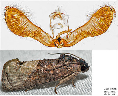 3497 - Locust Twig Borer - Ecdytolopha insiticiana