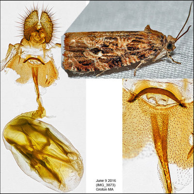 2772 - Labyrinth Moth - Phaecasiophora ?niveiguttana
