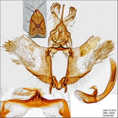 3695 - Sparganothis Fruitworm Moth - Sparganothis sulfureana