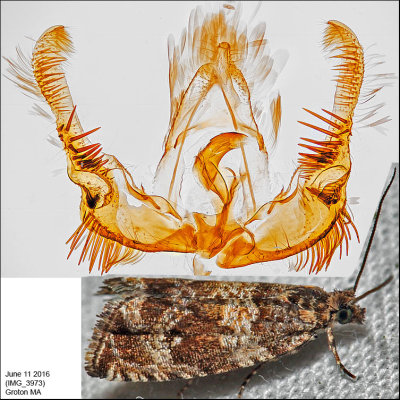 2859 - Celypha Moth - Celypha cespitana