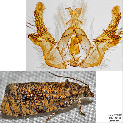 2837 – The Astronomer Moth – Olethreutes astrologana