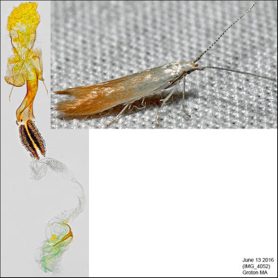 1277 - Coleophora cornivorella IMG_4052.jpg