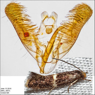 Micro Moths Identified with Genitalia Pictures (1076-1680)