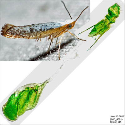 2479 – Speckled Argyresthia Moth – Argyresthia subreticulata