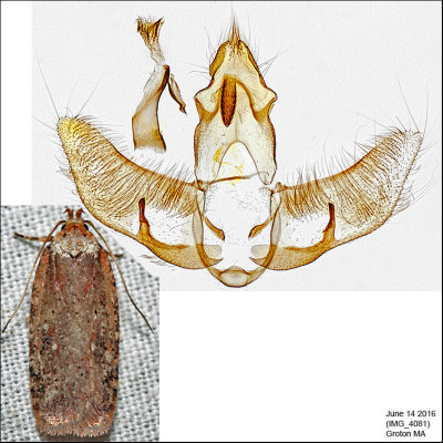 0869 – Walsingham's Agonopterix Moth – Agonopterix walsinghamella