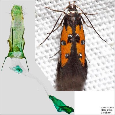 1463 – Linden Bark-borer Moth – Chrysoclista linneella