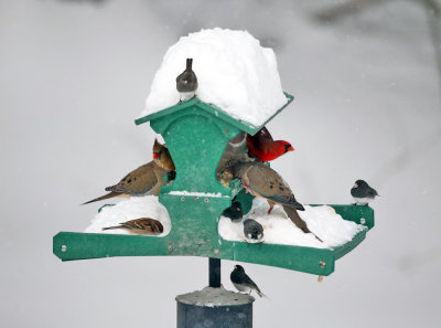 Busy feeder during a snow storm