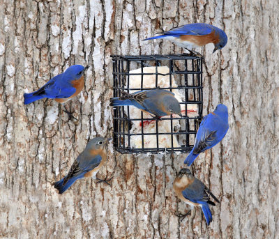 Eastern Bluebirds - Sialia sialis