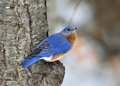 Eastern Bluebird - Sialia sialis