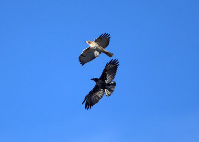 Red-tailed Hawk chased by a crow