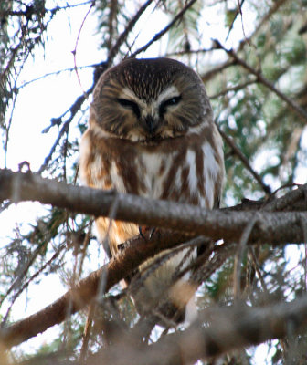 Northern Saw-whet Owl - Aegolius acadicus