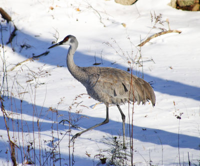 Sandhill Crane - Grus canadensis