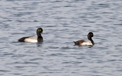 Greater Scaup - Aythya marila & Lesser Scaup - Aythya affinis (males)
