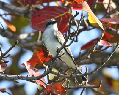 Gray Kingbird - Tyrannus dominicensis