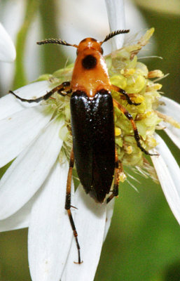 Macrosiagon limbata (female)